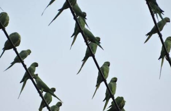 ワカケホンセイインコの群れ